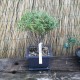 Bonsai Salix purpurea nana